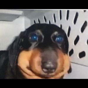 Meet your Posher, Gavin